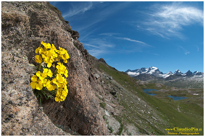 erisimum rhaeticum, fiori di montagna, alpini, fotografia, foto, alpine flowers, Gran paradiso